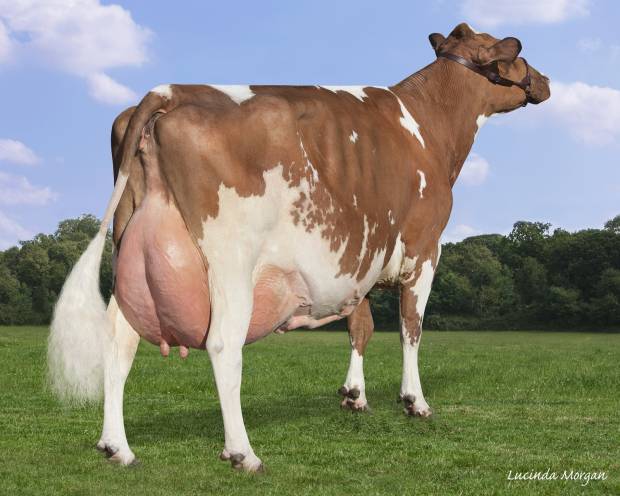 Hunnington Fragy 12 EX97 (7E)