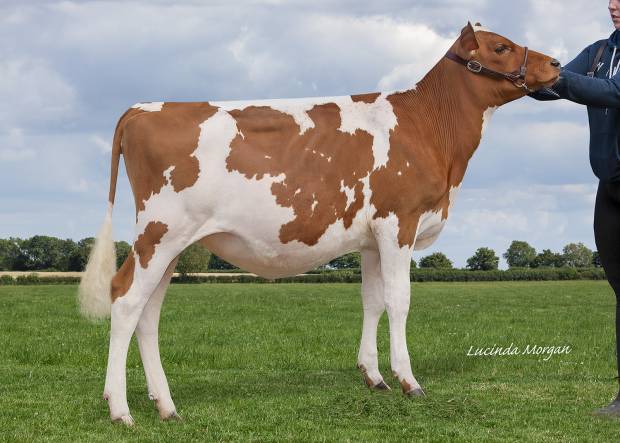Blydale Famous Sea Lily sired by Hunnington Famous