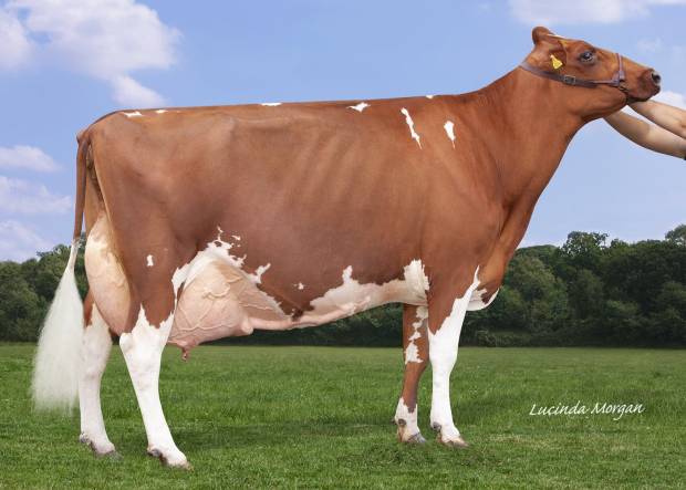 All Britain and Ireland Photographic Competition results Class L Red & White Cow