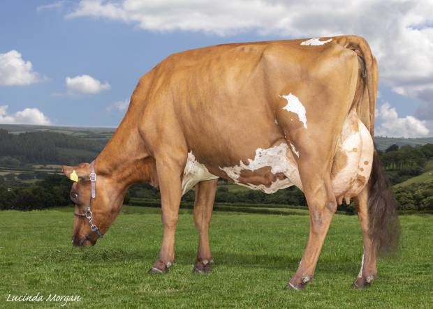 His dam Hilltown Violet 476 EX91