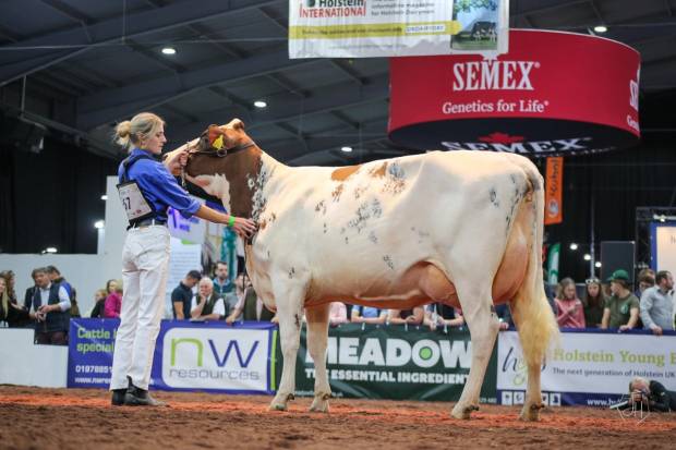 Longwood Willow Sandy Rose - sired by Heydale White Willow