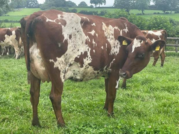 A daughter of Rosehill Manderville at Sunshine Ayrshires