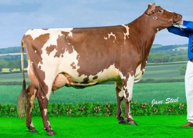 Maternal sister to Royal Flush Sea King - Marleycote Sea Lily 32 VG86 as a 2 year old.