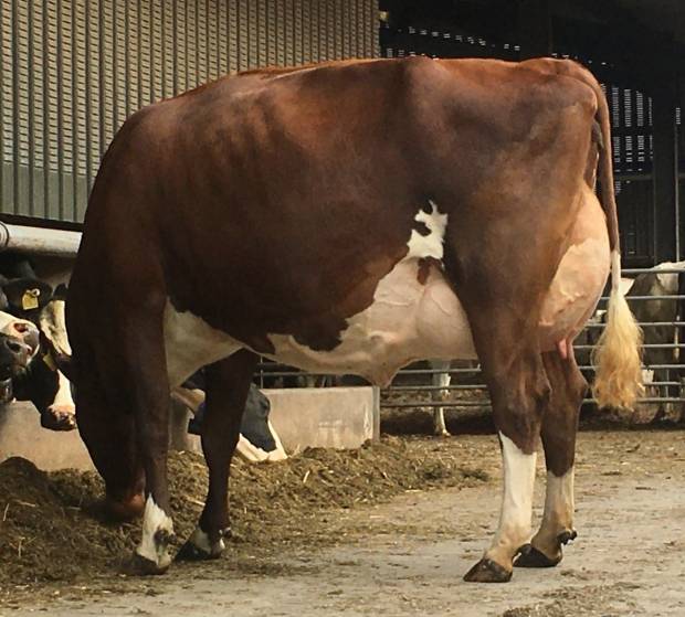 2021 Ayrshire Cattle Society On Farm Challenge 