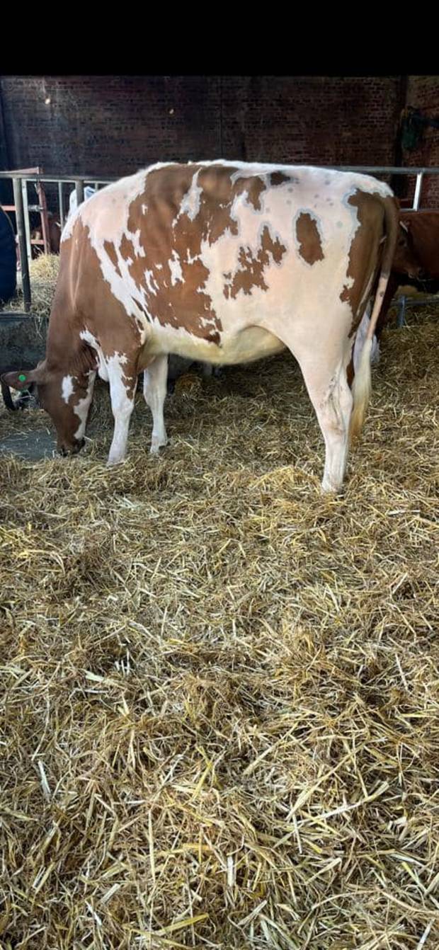 Top Price for a daughter of Brieryside Hail at the Brieryside sale.