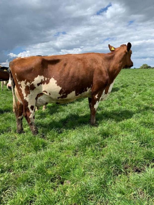 A Hilltown Oblique daughter in the Moathouse herd