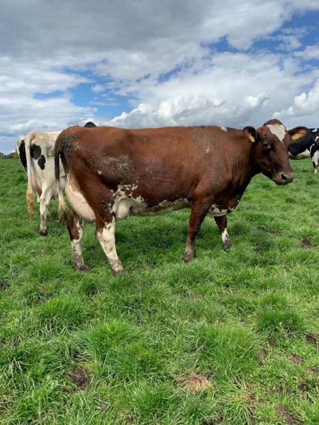 A Hilltown Oblique daughter in the Moathouse herd