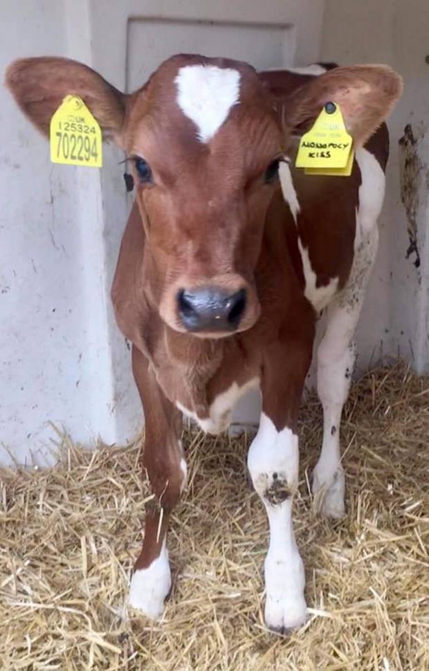 Fancy Calves from Moathouse Monopoly 