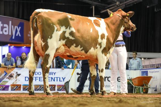 Champion Ayrshire Heifer Morwick Gwen 35