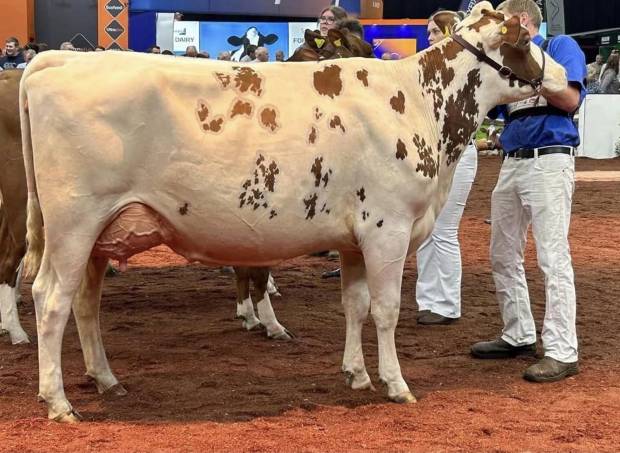 Morwick Peggy 126- sired by Pam Ayrs Hawaiian