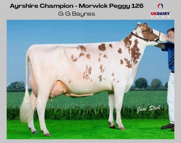 UK Dairy Expo Champion 2024 - Morwick Peggy 126
