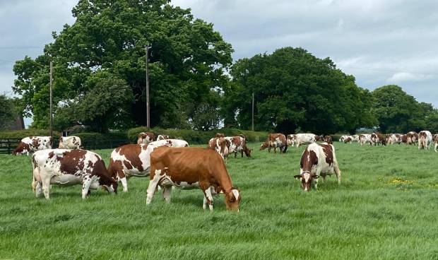 Happy cows Grazing