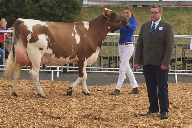 Oblique Daughter Crowned Honourable Mention At The Devon County Show