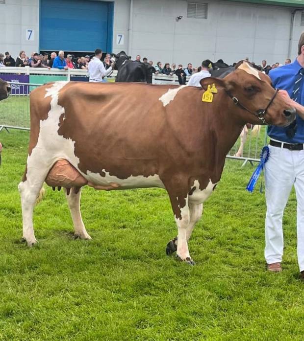 Old Mill Claudette sired by Sandyford Triclo who was 2nd place intermediate cow in milk. 