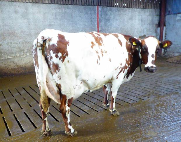 Droghed Ella 4 by Haresfoot Elton, traces back to a heifer purchased from Her Majesty the Queen's, Windsor herd owned by Vera & Sammy Allen