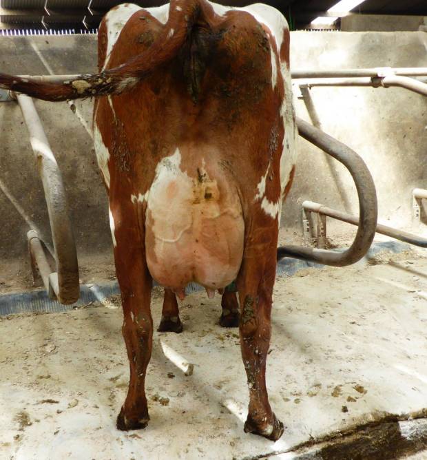 Kirkinriola Dea is a full sister to Priestland Gibbs Dea and owned by Robert & Martin King