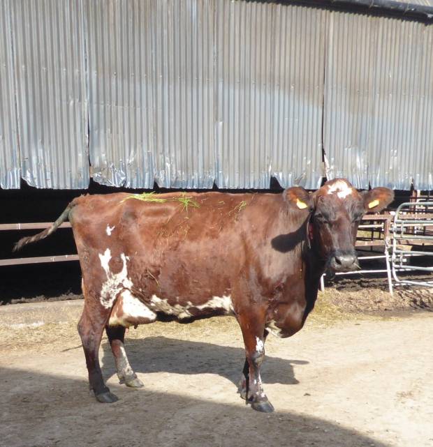 Trewmount Bridget 13 EX90 by Trewmount Blackness also owned by Alfie & Richard Emerson