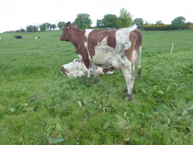 This is a daughter of Sandyford Clever Dick in the herd of Tommy & Alan Irwin's