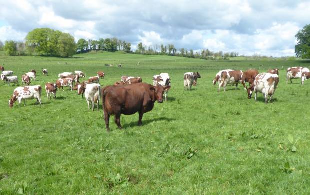 Some of the outstanding cows at Tommy & Alan Irwin's