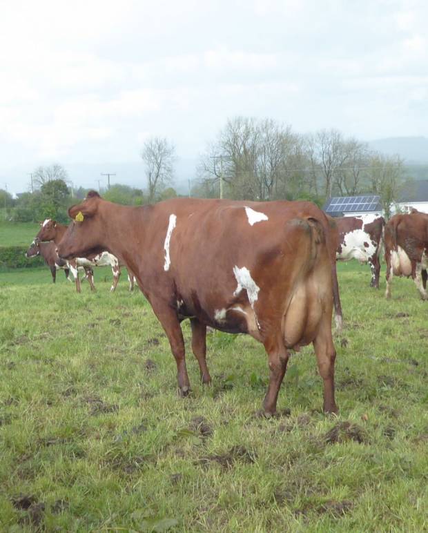 Mullindavart Tia Maria our Breed Managers pick of all the cows he saw on his travels
