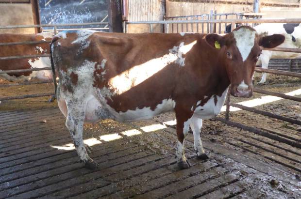 A 5th calved Haresfoot Panache daughter in the Seaview herd of James Brown