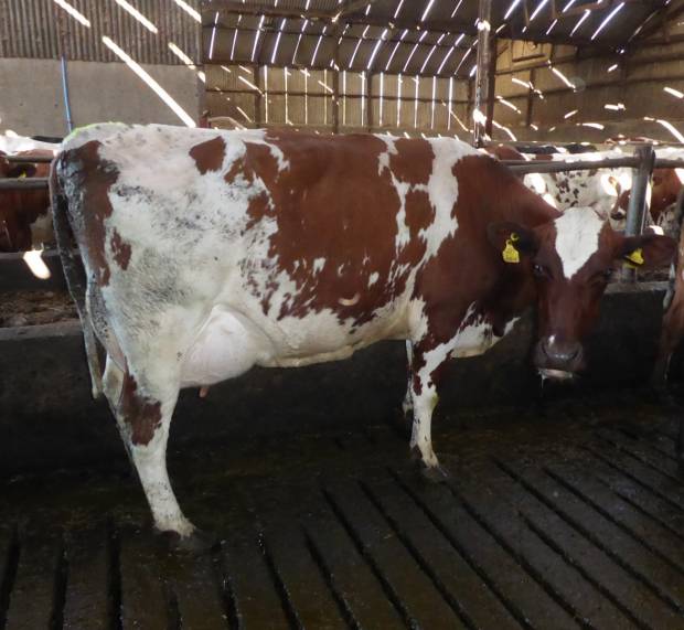 Seaview Elaine a 3rd calver by Hilltown Oblique owned by James Brown