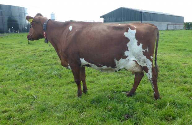 Cottown Prime Jessie by De La Plaine Prime owned by John & Peter Drummond