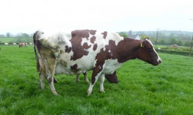 A 4th calf Ravenhill Excavator daughter in the Mossburnhill herd of Robert Fleming