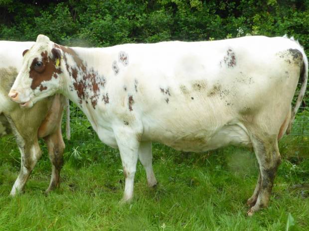 A lovely Hilltown Oblique 2nd calver in the Orland Mill herd of Linda Campbell