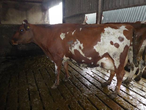 This is a Cottown Hercules 3rd calver in the Grove herd of Thomas Gordon