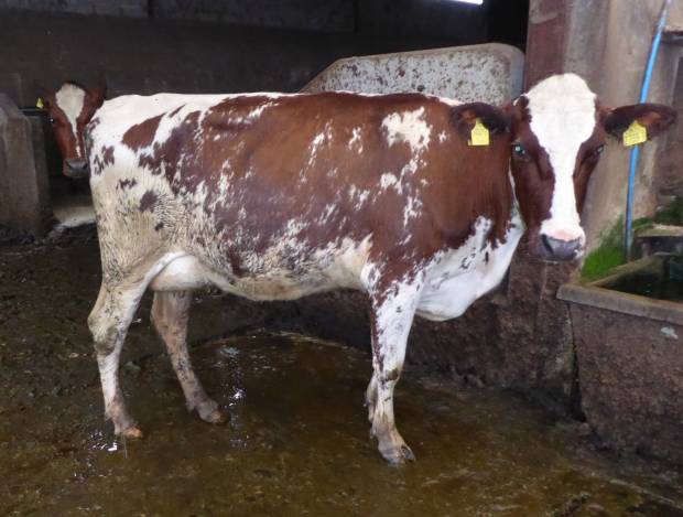 Fortfield Ethel 61 by Whitecroft Glen Nevis owned by Raymond Stewart