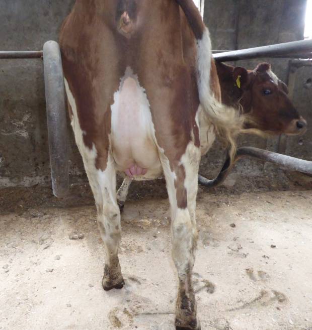 Beechmount Marie Girl 23 by Marbrae Bigtime, half sister to Beechmount Magic Mike, 10 days off calving