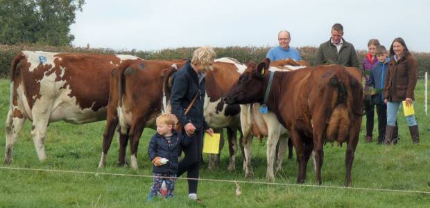 Derbyshire & Staffordshire Ayrshire Club Stockjudging.