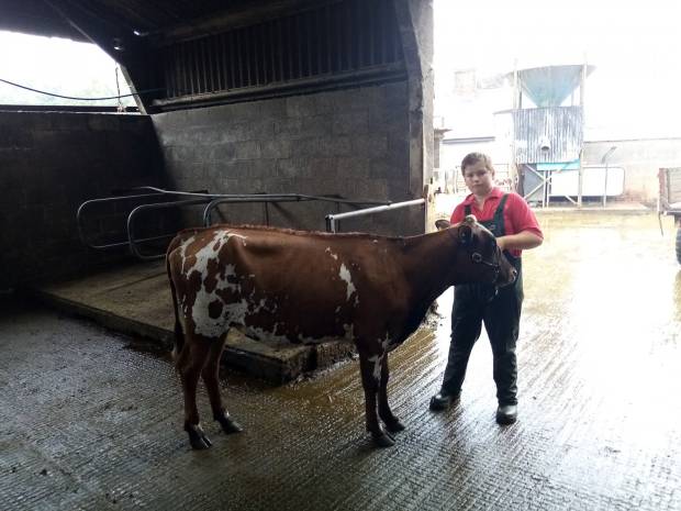 David Oultram with his calf Stamford Shygirl 45