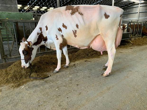 Cuthill Towers Crown Ray EX96 - sired by Ardmore Crown Napier