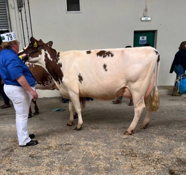 South West Dairy Show