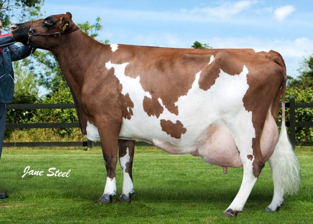 Ravenhill Tulip 26 EX 94 8E Has Produced Over 120,000 Kgs