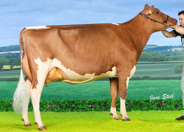 Sandyford Triclo Diamond - sired by Sandyford Triclo