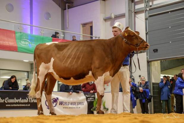 Junior Champion at the UK Dairy Expo 2019