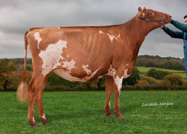 Sandyford Triple T Fable sired by Sandyford Triclo