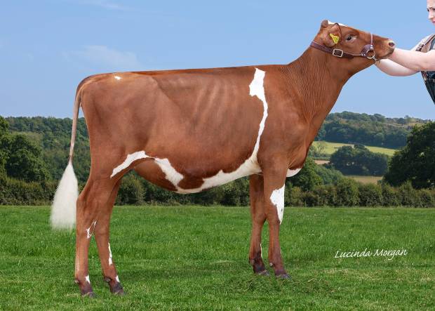 Sandyford TTT Fable - Sired by Sandyford Triclo