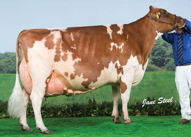 The Very Best Of Ayrshire Genetics Go Up For Auction At This Year's Conference Sale
