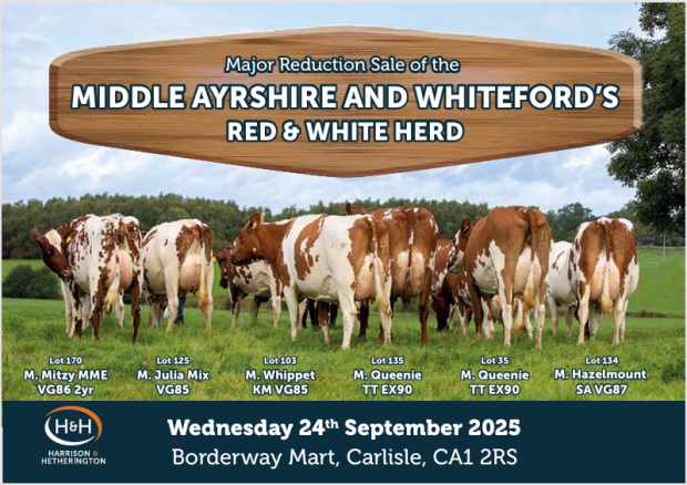 Reduction Sale of Middle Ayrshires and Whiteford's Red & Whites
