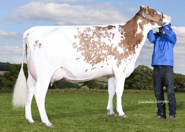 Daughter of Brocklehill Kestral - Sandyford Kestral Marsela VG 85