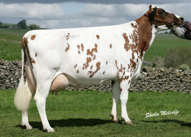 The second New release Future Sire of 2019
