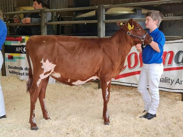 Reserve Champion - Sunshine Creepers Rainbow, sired by Ardmore Jeepers Creepers.