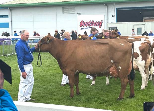 Swaites Bracken 32 sired by West Mossgiel Modern Reality who was Reserve Champion.