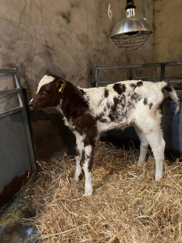 A Royal Flush Sea King calf at Swaites Ayrshire's