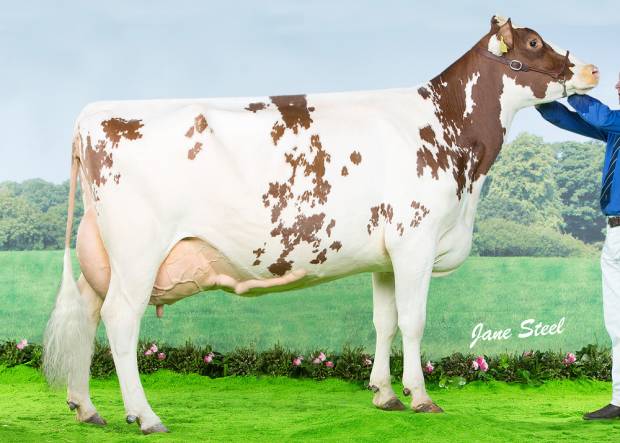 Swaites Nice Girl 14 VG 88