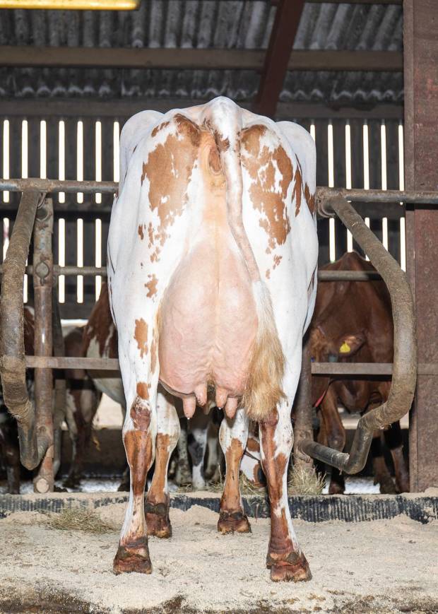 High Production sire available